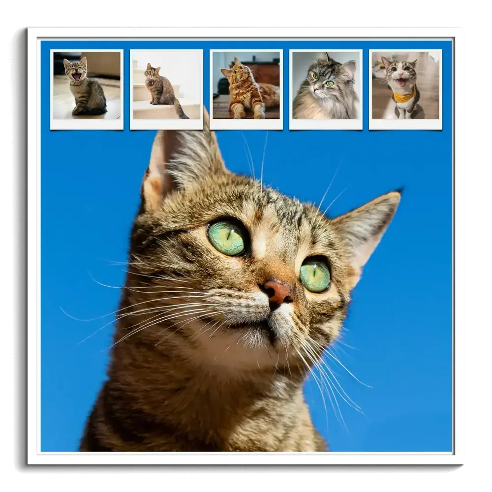 White-framed cat photo collage with a large cat portrait on a blue background and five small photos along the top