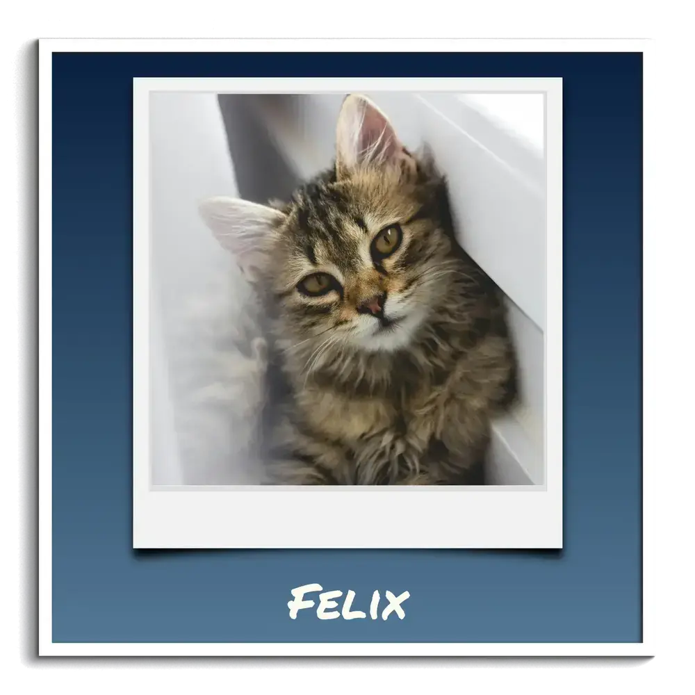 Square kitten poster with a Polaroid-style photo and custom name on a blue background, in a white frame