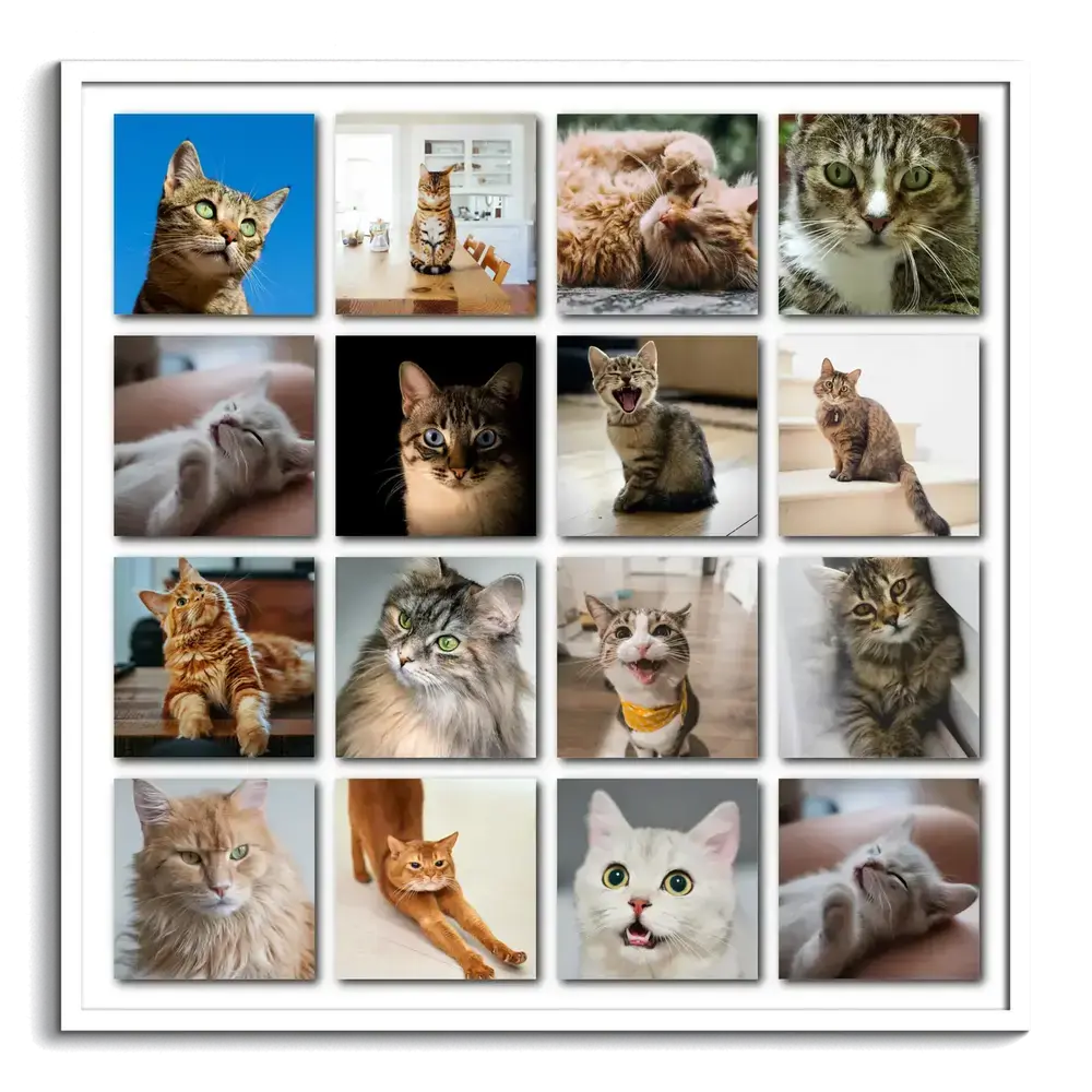 White-framed collage of 16 cat photos arranged in an even grid with drop shadows on a white background