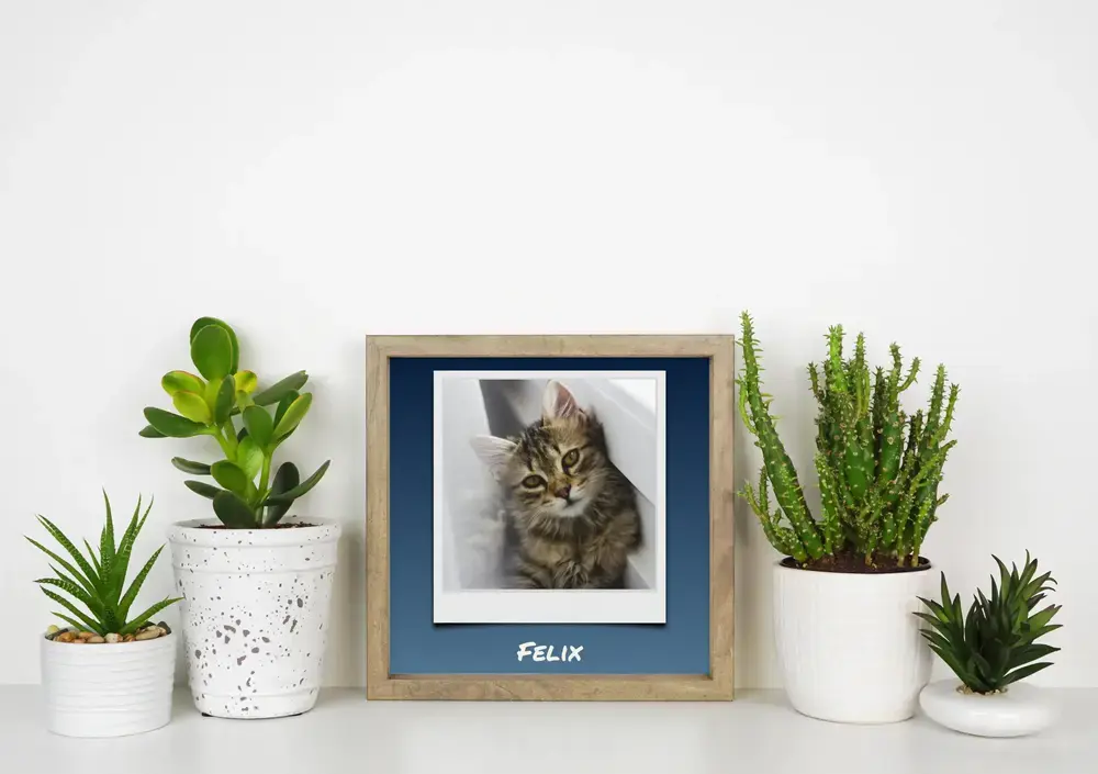 Personalized Polaroid-style kitten poster on blue, in a wood frame among potted plants on a desk