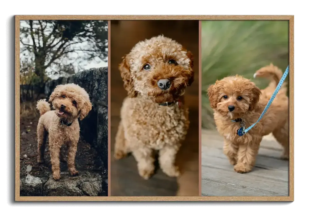 Dog photo collage with three side-by-side poodle portraits in a natural wood frame, a gift for dog lovers