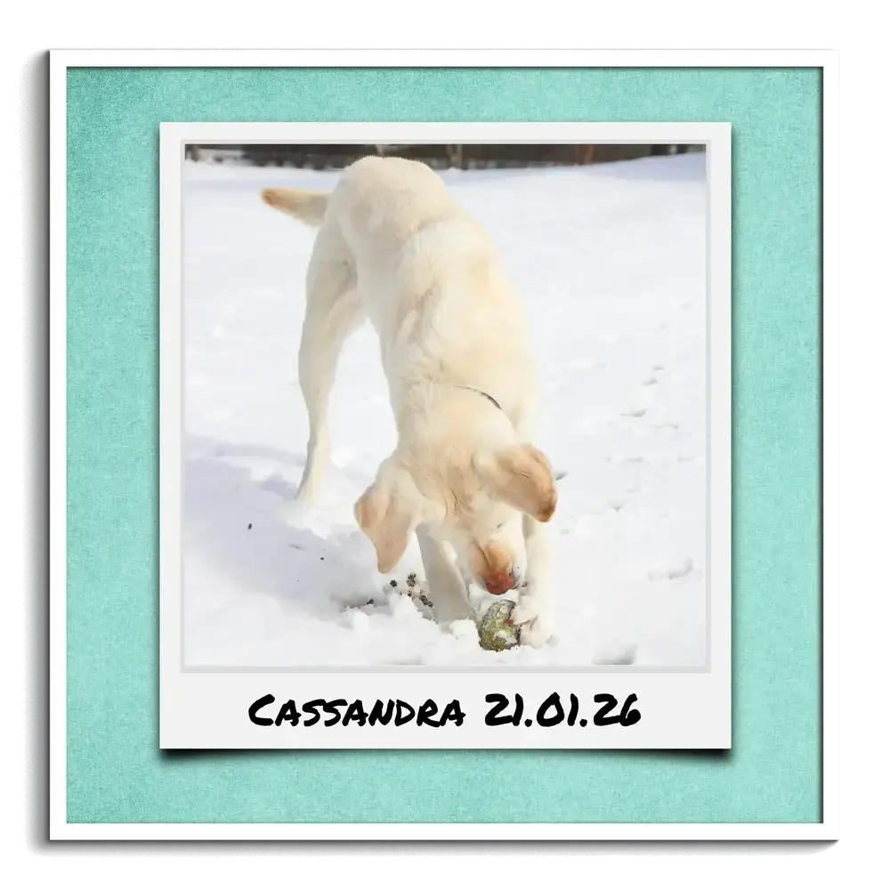 Polaroid-style dog photo on a turquoise background with a name and date in a white frame, showing a dog in snow