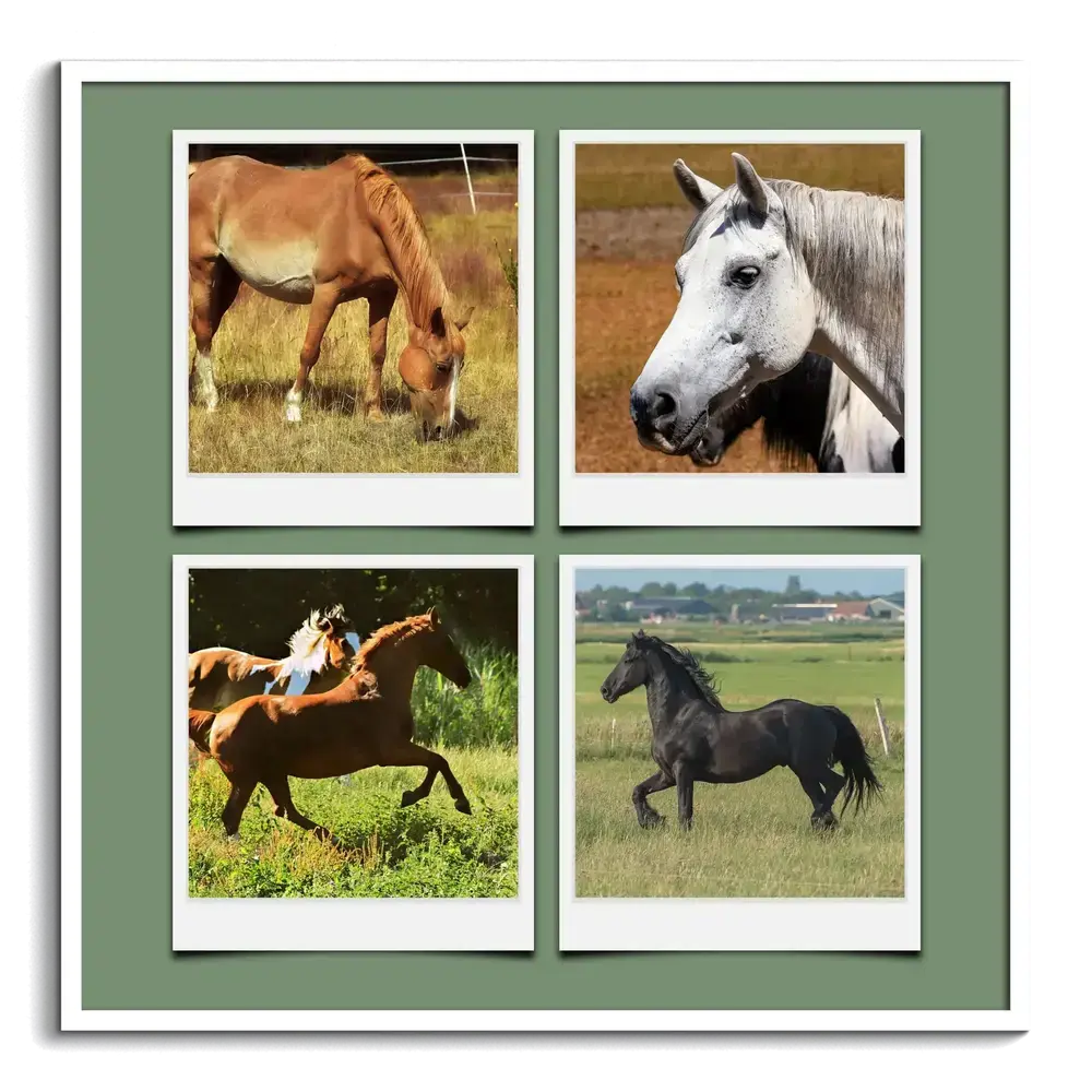 White-framed horse photo collage with four Polaroid-style pictures on a green background