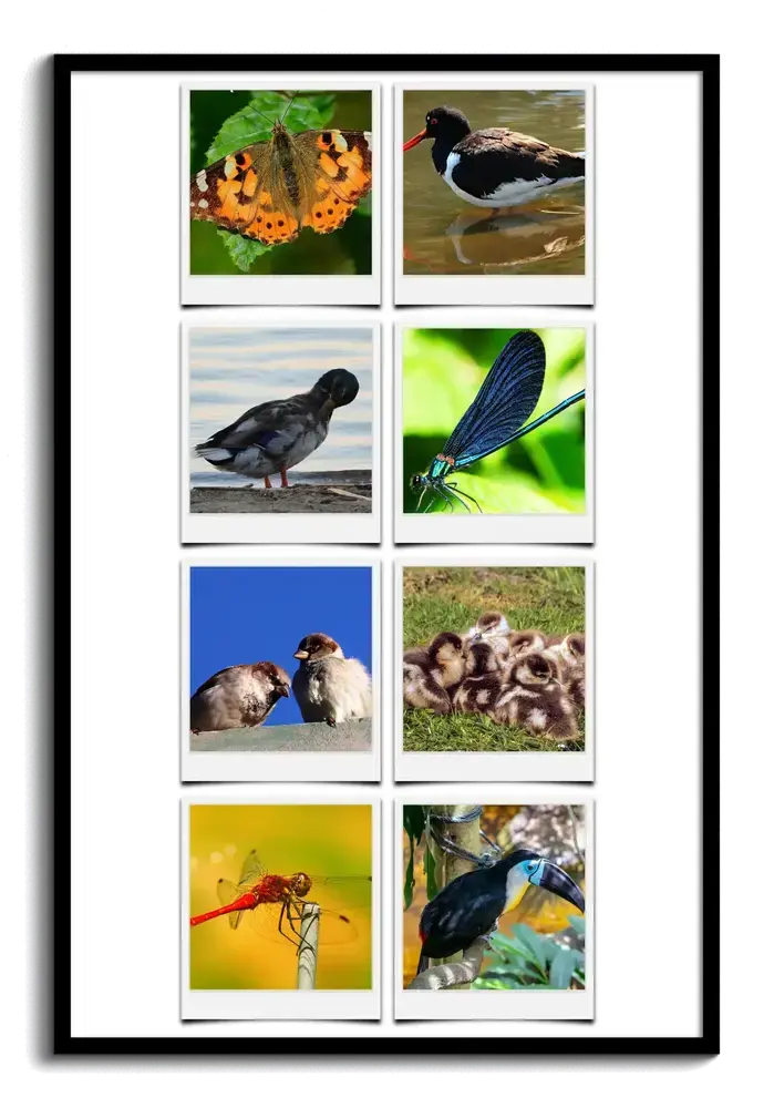 Black-framed Polaroid-style photo collage with eight nature photos featuring birds, a butterfly and dragonflies