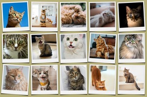 Cat Polaroid Photo Collage - add your cat's name & text; create yours now Cat Polaroid Photo Collage - add your cat's name & text; create yours now