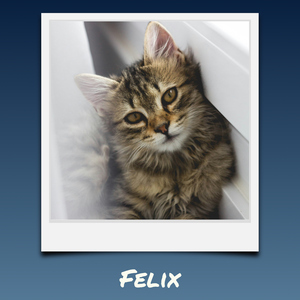Cat Polaroid Photo Collage - add your cat's name & text; create yours now Cat Polaroid Photo Collage - add your cat's name & text; create yours now