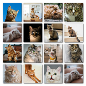 Cat Polaroid Photo Collage - add your cat's name & text; create yours now Cat Polaroid Photo Collage - add your cat's name & text; create yours now