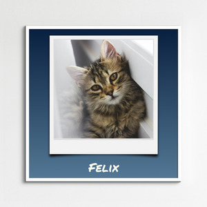 Cat Polaroid Photo Collage - add your cat's name & text; create yours now Cat Polaroid Photo Collage - add your cat's name & text; create yours now