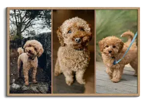 Create Your Dog Photo Collage – Heart, 3 Scenes or Polaroid Style