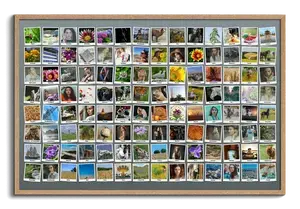 Create Your Own Polaroid-Style Travel Memory Collage with Over 100 Photos