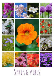 Flower & Plant Photo Collage Print – Create Yours Now, Premium Spring Blooms Flower & Plant Photo Collage Print – Create Yours Now, Premium Spring Blooms