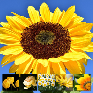 Flower & Plant Photo Collage Print – Create Yours Now, Premium Spring Blooms Flower & Plant Photo Collage Print – Create Yours Now, Premium Spring Blooms