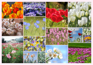 Flower & Plant Photo Collage Print – Create Yours Now, Premium Spring Blooms Flower & Plant Photo Collage Print – Create Yours Now, Premium Spring Blooms