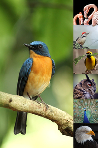 Wildlife Photo Collage – Create your animal & bird wall art, premium print, templates Wildlife Photo Collage – Create your animal & bird wall art, premium print, templates