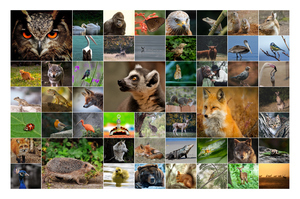 Wildlife Photo Collage – Create your animal & bird wall art, premium print, templates Wildlife Photo Collage – Create your animal & bird wall art, premium print, templates