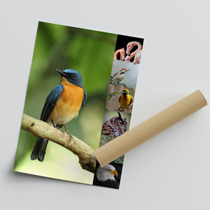Wildlife Photo Collage – Create your animal & bird wall art, premium print, templates Wildlife Photo Collage – Create your animal & bird wall art, premium print, templates