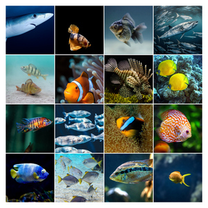 Underwater Photo Collages: Design Your Premium Prints of Sharks, Turtles & Dolphins Underwater Photo Collages: Design Your Premium Prints of Sharks, Turtles & Dolphins