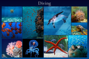 Underwater Photo Collages: Design Your Premium Prints of Sharks, Turtles & Dolphins Underwater Photo Collages: Design Your Premium Prints of Sharks, Turtles & Dolphins