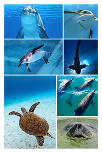 Underwater Photo Collages: Design Your Premium Prints of Sharks, Turtles & Dolphins Underwater Photo Collages: Design Your Premium Prints of Sharks, Turtles & Dolphins