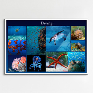 Underwater Photo Collages: Design Your Premium Prints of Sharks, Turtles & Dolphins Underwater Photo Collages: Design Your Premium Prints of Sharks, Turtles & Dolphins