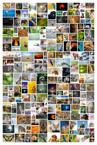 Create Your Own Large Vertical Wild Photo Collage - Up to 200 Pics!