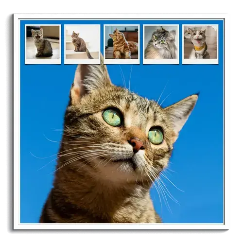 Cat Photo Collage with Custom Texts