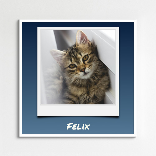 Cat Polaroid Photo Collage - add your cat's name & text; create yours now