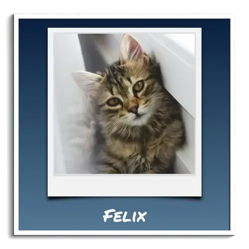 Polaroid Cat Photo Collage with Text