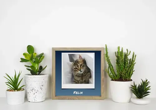 Polaroid Cat Photo Collage with Text