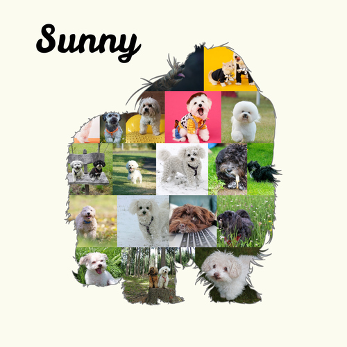 Create Your Bolonka Zwetna Photo Collage: Personalized Pet Keepsake