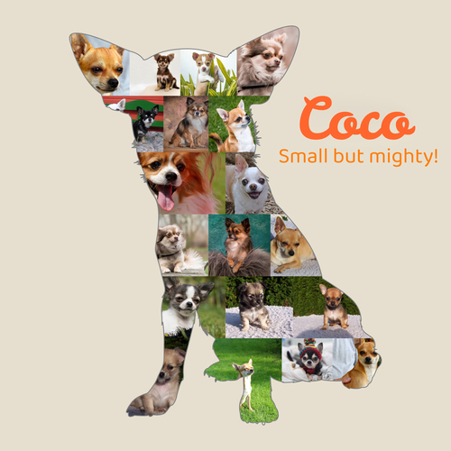 Create Your Unique Chihuahua Dog Photo Collage Keepsake