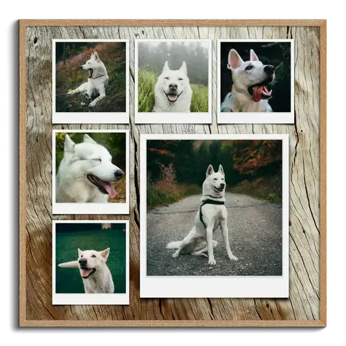 Dog Photo Collage with Custom Layouts