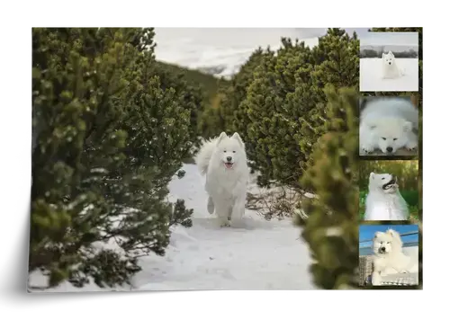 Dog Photo Collage with Custom Layouts