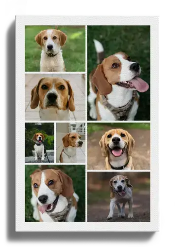 Dog Photo Collage with Custom Layouts