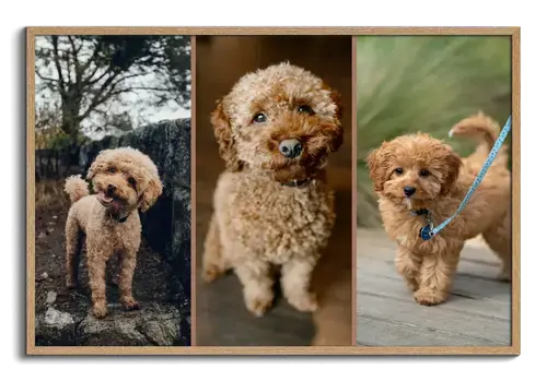 Dog Photo Collage for Pet Parents