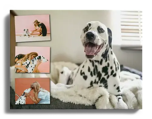 photo collage with favorite picture as background with dog photos