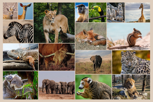 Wildlife Photo Collage – Create your animal & bird wall art, premium print, templates