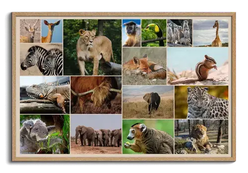 Wildlife & Bird Collages Premium Prints