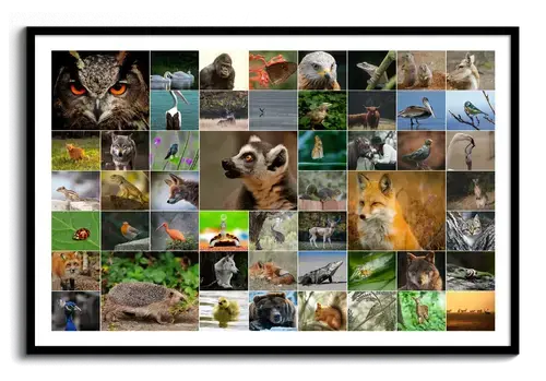 Landscape wildlife photo collage with an owl, fox, and hedgehog in a varied grid, displayed in a black frame
