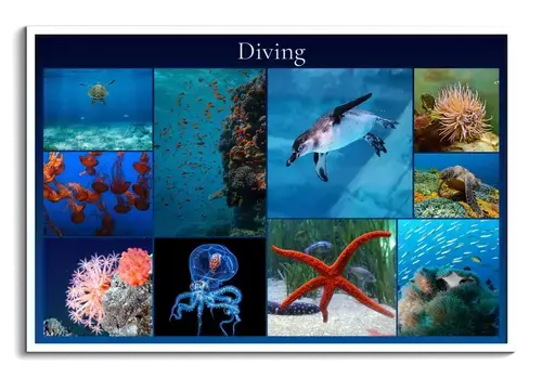 Underwater Marine Life Collage in Premium Print