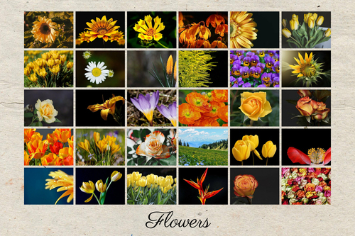 Create Your Classic Floral Grid Poster - Customize Photos and Text