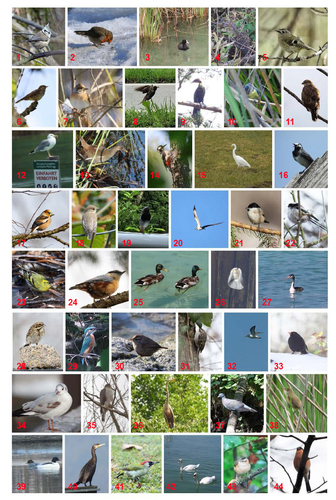 Customer Photo by Peter for Review Print Photo Collage Poster 50x70cm