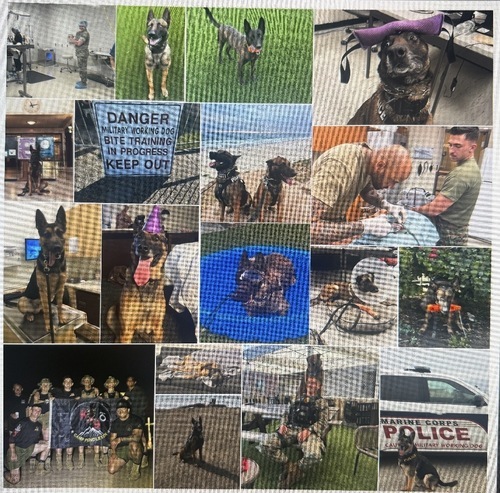 Square acrylic photo collage with dog photos in different-sized tiles arranged edge to edge