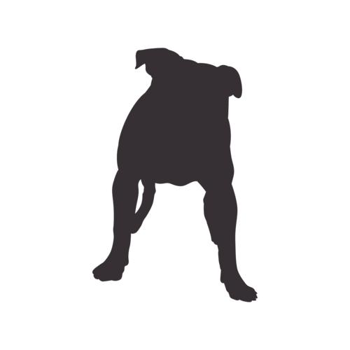 Dog silhouette American Bully standing