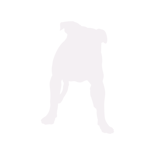 Dog silhouette American Bully standing