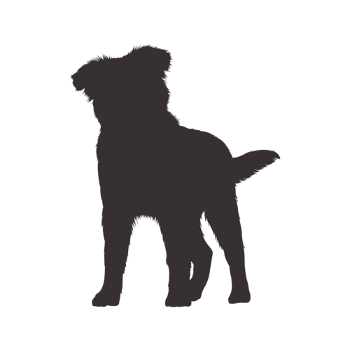 Dog silhouette Australian Shepherd standing