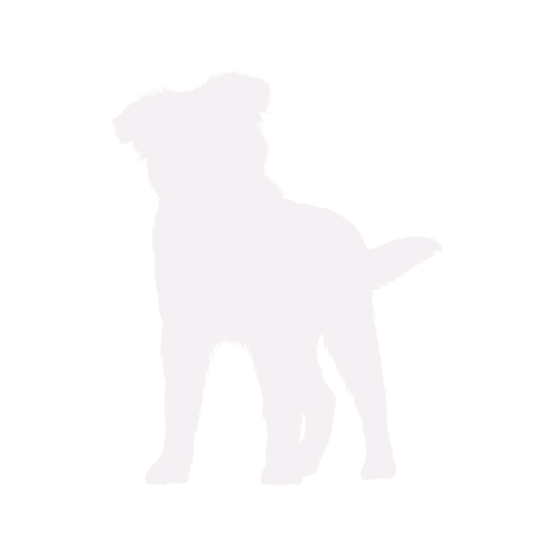 Dog silhouette Australian Shepherd standing