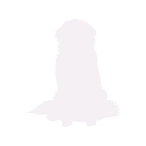 Dog silhouette Bernese Mountain Dog sitting