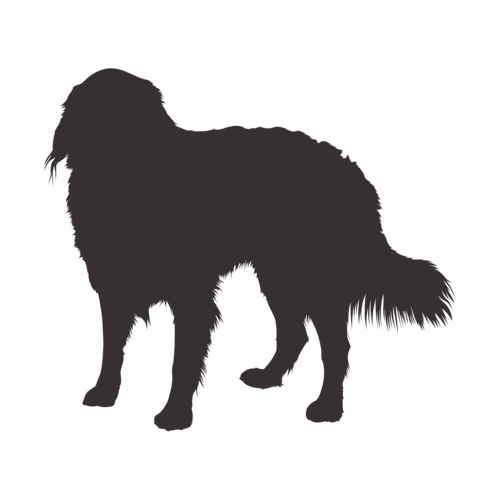 Dog silhouette Bernese Mountain Dog standing