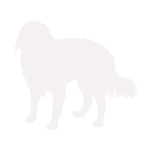 Dog silhouette Bernese Mountain Dog standing